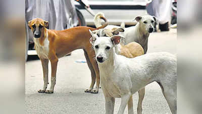 दिल्ली में कंट्रोल होगी आवारा कुत्तों की संख्या, खुलेंगे पांच नए नसबंदी सेंटर