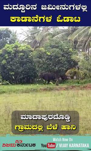 vijaykarnataka/cities/mandya/wild-elephants-in-maddur-farm-lands-tomoto-banana-crops-damaged