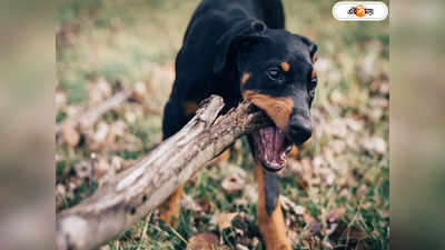 Dog Bite : দুরন্ত ট্রেনিং, পুলিশ দেখলেই কামড়ে দেয় মাদক কারবারির কুকুর