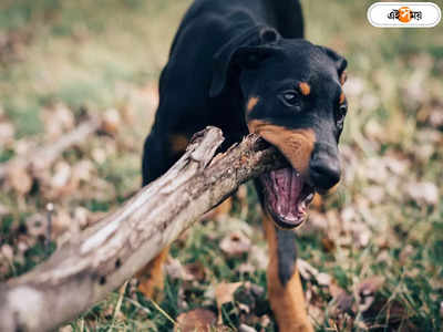Dog Bite : দুরন্ত ট্রেনিং, পুলিশ দেখলেই কামড়ে দেয় মাদক কারবারির কুকুর