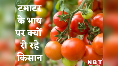 टमाटर किसानों का दर्द! 1 महीने पहले 200 में बिका, अब 5 रुपये में कोई पूछ नहीं रहा