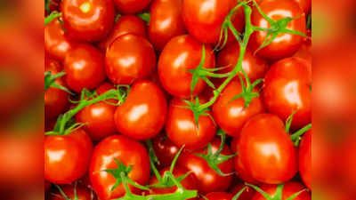 Tomato Price: मुंह के बल गिरे टमाटर के भाव, ₹200 से लुढ़कर सीधे ₹5 पर पहुंचा भाव, किसान बेहाल