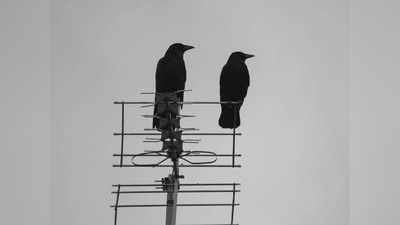 Two Crows: দুটি কাক দেখে ঘাবড়ে গেছেন? ভয় পাবনে না, এবার পাল্টে যাবে আপনার জীবন