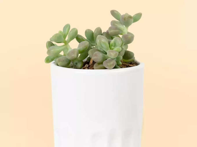 Jade Plant