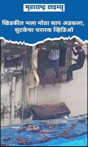 maharashtratimes/national/window-snake-stuck-rescue