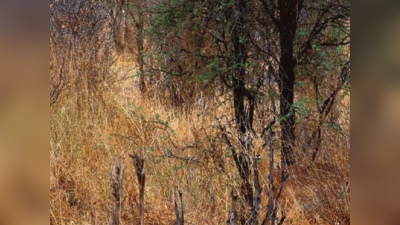 Optical illusion Pictures: नजर गड़ाकर देखने पर भी नहीं दिख रहा है झाड़ियों के बीच छुपा हिरण, खुद को होशियार मानते हैं तो खोजकर दिखाएं