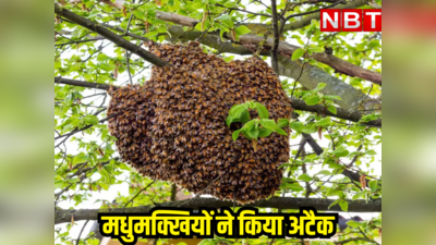 भीलवाड़ा न्यूज : धार्मिक यात्रा में लोगों पर टूट पड़ी मधुमक्खियां, एक बुजुर्ग की मौत, 40 लोग घायल
