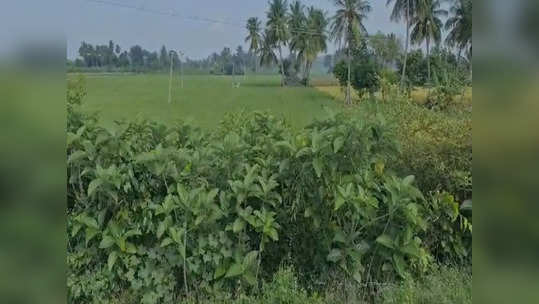 கள்ளக்குறிச்சியில் பாசன வாய்க்கால் ஆக்கிரமிப்பு: நடவடிக்கை எடுக்காமல் சென்ற அதிகாரிகள்!