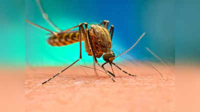 उत्तराखंडः सड़क पर कई टन कूड़े में पनप रहा डेंगू का लार्वा, नगर निगम ने काटा 5 लाख का चालान