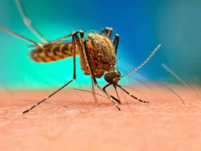उत्तराखंडः सड़क पर कई टन कूड़े में पनप रहा डेंगू का लार्वा, नगर निगम ने काटा 5 लाख का चालान