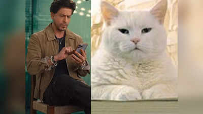 Ask SRK Session में शाहरुख ने कहा- डंकी की डेट फिक्स है अब क्या माथे पर गुदवा लूं?,  बिल्ली देख घूमा दिमाग