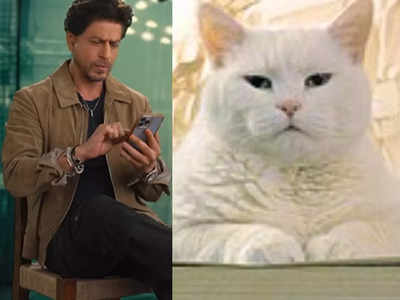 Ask SRK Session में शाहरुख ने कहा- डंकी की डेट फिक्स है अब क्या माथे पर गुदवा लूं?,  बिल्ली देख घूमा दिमाग