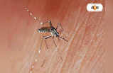 Dengue In West Bengal 2023 : প্যারাসিটামলেও ডেঙ্গির জ্বর না কমলে কী করবেন? পরামর্শ সরকারের