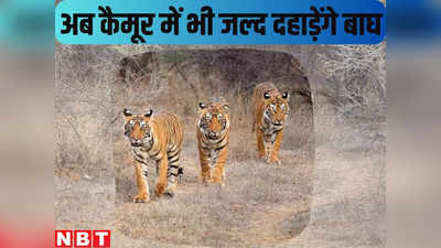 बिहार: वाल्मीकीनगर टाइगर रिजर्व के बाद अब कैमूर में दहाड़ेगा जंगल का किंग, बाघों को बसाने की तैयारी शुरू