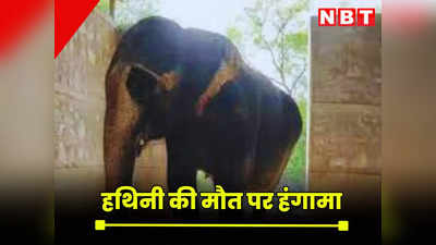 जयपुर में हथिनी की मौत पर बवाल, एनजीओ पर लग रहे आरोप, महावत ने कहा - मारने के लिए खिला दी जहरीली बाटियां