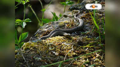 Snakes Bite : সাপে কাটা বন্যপ্রাণীদের এভিএস দেবে স্বাস্থ্য দফতর
