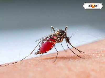 Dengue Fever : স্বস্তি? কিছু পুরসভায় নামছে ডেঙ্গির গ্রাফ