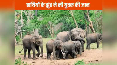 सरगुजा न्यूजः नशे में धुत युवक पर 11 हाथियों ने किया हमला, मौके पर मौत, गांव में फैली दहशत