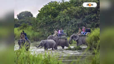 Jungle Safari in Dooars : ডুয়ার্সে হাতি সাফারিতে বিপত্তি! পুজোর আগে জঙ্গলপ্রেমী পর্যটকদের জন্য দুঃসংবাদ