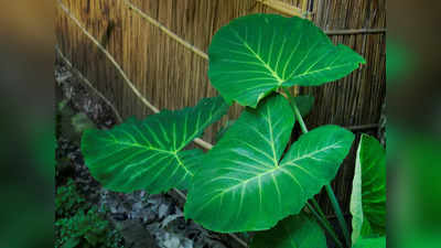 Taro leaves health Benefits: ఈ ఆకులు మీ డైట్‌లో చేర్చుకుంటే.. బీపీ కంట్రోల్‌లో ఉంటుంది, బరువు కూడా తగ్గుతారు..!