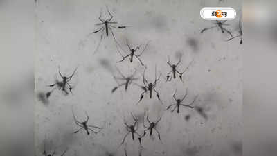 Dengue Mosquito : বিশ্রামের জায়গা বদলে এডিস ক্রমশই ডেঞ্জারাস