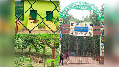 Jhargram Mini Zoo: পুজোর আগেই সুখবর, জঙ্গলমহল জুলজিক্যাল পার্কে নতুন তিন বাঘর আত্মপ্রকাশ
