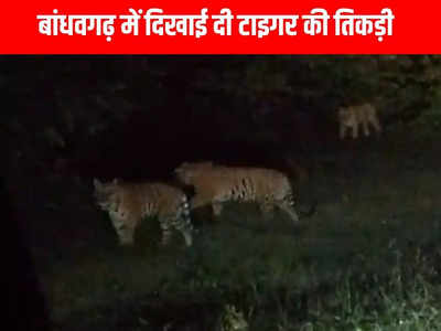 Bandhavgarh Tiger Reserve: एक साथ दिखी टाइगर की तिकड़ी, उत्साहित हुए टूरिस्ट, बनाए वीडियो
