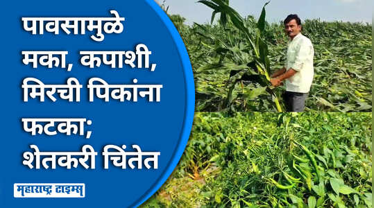 जालन्यातील बोरगाव शिवारात वादळी वाऱ्यासह पाऊस, पिके झाली आडवी