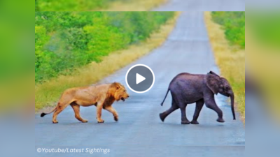 Viral Video: मां से बिछड़ गया नन्हा हाथी तो शेर करने लगे पीछा, गन्नू ने दिखाई ऐसी बहादुरी शिकारी दूर हो गए