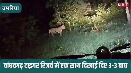 bandhavgarh tiger reserve: बांधवगढ़ में एक साथ दिखे तीन बाघ, सोशल मीडिया में वायरल हुआ तिकड़ी का वीडियो