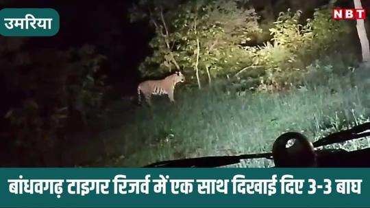 umaria news bandhavgarh tiger reserve viral video of three tiger seen togther