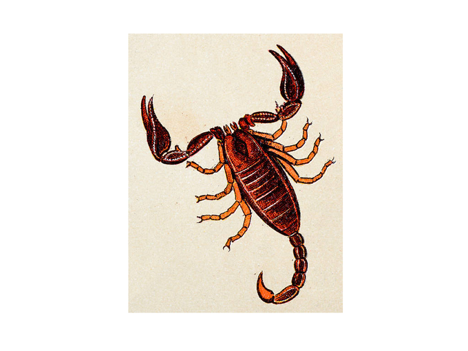 Scorpio