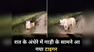 Tiger Ka Video: रात के अंधेरे में गन्ने के खेत में घूम रहा था टाइगर, यूपी के लखीमपुर खीरी का वीडियो वायरल