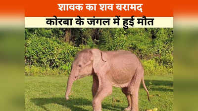 कोरबा : जंगल में मिला हाथी शावक का शव, पोस्टमार्टम रिपोर्ट में होगा मौत का खुलासा