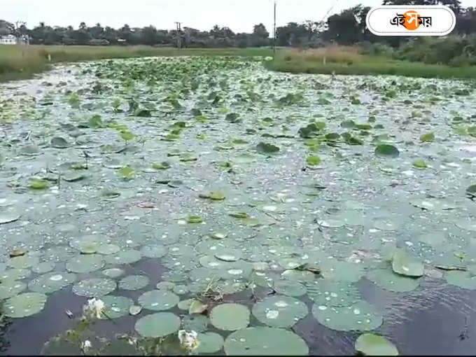 পদ্ম নিয়ে চিন্তায় চাষিরা