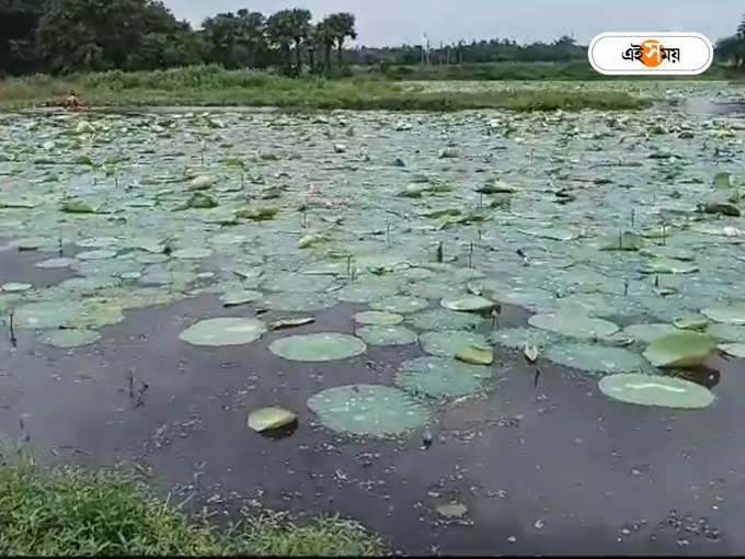 পদ্মের জোগান নিয়ে দুশ্চিন্তা