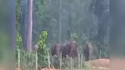 बलरामपुर न्यूज: हाथियों के आतंक से गांव में दहशत का माहौल, घर से बाहर निकलना हुआ मुश्किल