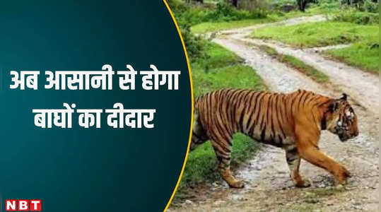 Bandhavgarh Tiger Reserve: अब होगा बाघों का दीदार, तीन महीने बाद खुले बांधवगढ़ टाइगर रिजर्व के गेट