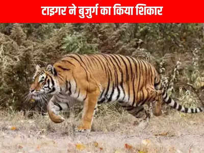 बांधवगढ़ टाइगर रिजर्वः बाघ के हमले में बुजुर्ग ग्रामीण की गई जान, मवेशी चराने गया था जंगल में