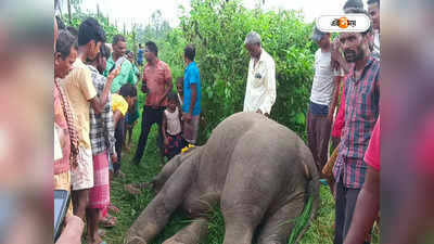 Jhargram Elephant : বিদ্যুতের তার বিছানোয় মর্মান্তিক মৃত্যু গজরাজের, ঝাড়গ্রামে গ্রেফতার ২
