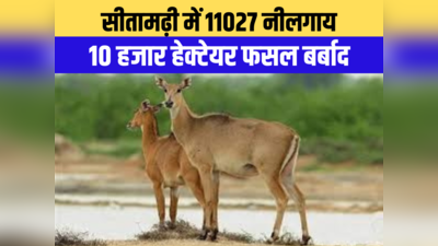बिहार के इस जिले में 11027 नीलगाय, हर वर्ष करते हैं 10 हजार हेक्टेयर फसल बर्बाद, मुखिया के आदेश पर ही मारे जाएंगे