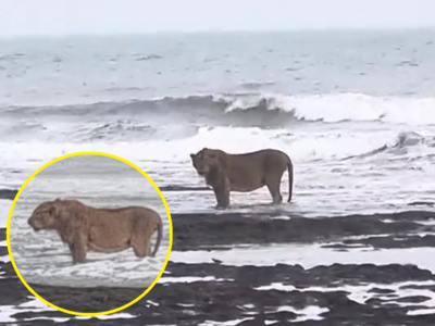Viral Video: गुजरात में अरब सागर की लहरों को निहारते दिखा बब्बर शेर, वीडियो देख पब्लिक बोली- लगता है शेरनी छोड़कर चली गई!