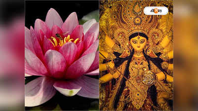 Lotus Flower For Durga Puja: পুজোয় পদ্ম-ঘাটতির ভয়, জোগানে ভরসা ওডিশাই