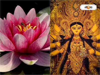 Lotus Flower For Durga Puja: পুজোয় পদ্ম-ঘাটতির ভয়, জোগানে ভরসা ওডিশাই