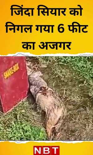 sagar news python swallowed jackal alive watch video