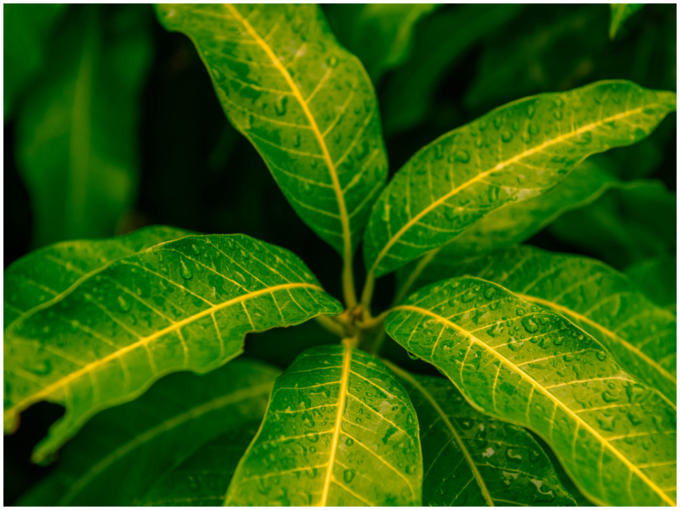 ಮಾವಿನ ಎಲೆಗಳು