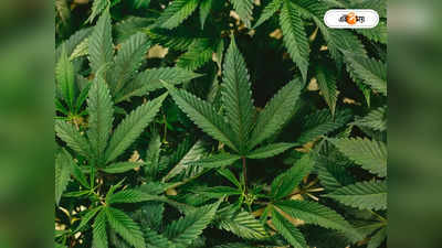 Marijuana Legalization: গাঁজা চাষের প্ল্যান হিমাচল প্রদেশেও, দেশের কোন কোন রাজ্যে আইনসিদ্ধ জানুন
