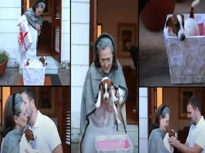 गोवा से राहुल ले लाए ... मां सोनिया गांधी को गिफ्ट किया पपी, देखें वीडियो