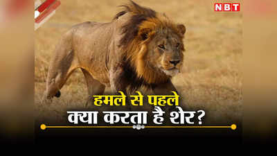 Lion News: बार-बार ट्रायल... शेर यूं ही शिकारी नहीं बन जाता, घास में सीखता है असली गुर