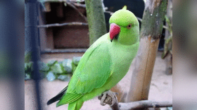 Parrot Benefits: तोता पालने के फायदे जानेंगे तो रह जाएंगे हैरान, बन सकते हैं धनवान